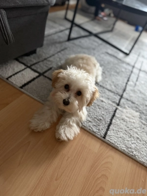 Maltipoo Hund für verkaufen 