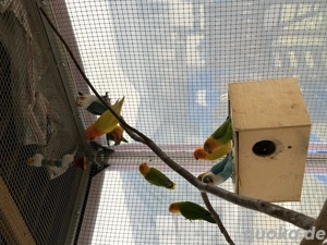 Junge Pfirsichköpfchen 