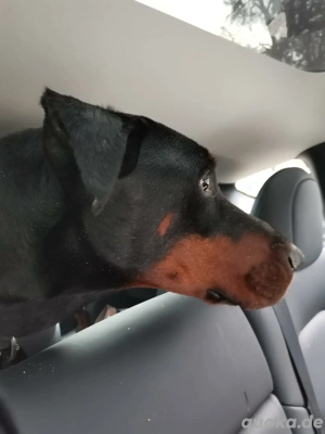 Dobermann-Rüde sucht dringend neues Zuhause Bild 2