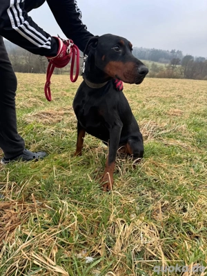 Dobermann-Rüde sucht dringend neues Zuhause Bild 3