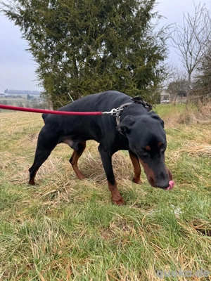 Dobermann-Rüde sucht dringend neues Zuhause