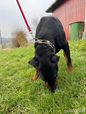 Dobermann-Rüde sucht dringend neues Zuhause Bild 4