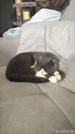 Simba sucht ein neues Zuhause