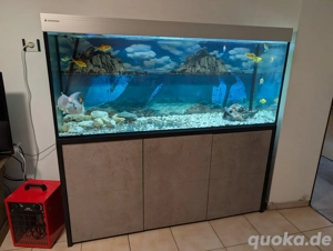Aquarium Schrank 150x140x50cm inklusive Fische 