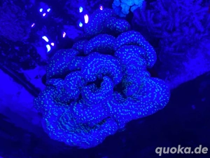 Echinopora lamellosa Chalice Koralle Meerwasser