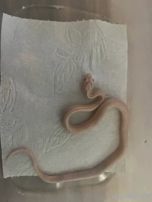 Junge Albino-Kornnattern