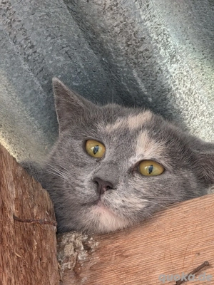 Kitten Katze Rhena Tierschutz