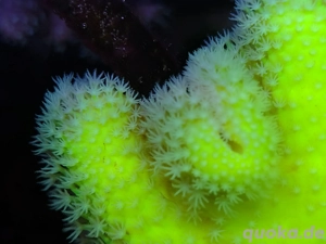 Korallenableger, Korallen, Weichkorallen, ideal für Anfänger 