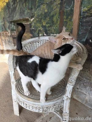 Kitten Katze Tierschutz Bundesweite Vermittlung  Bild 7