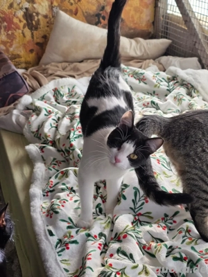 Kitten Katze Tierschutz Bundesweite Vermittlung  Bild 6