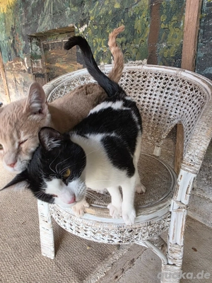 Kitten Katze Tierschutz Bundesweite Vermittlung  Bild 8