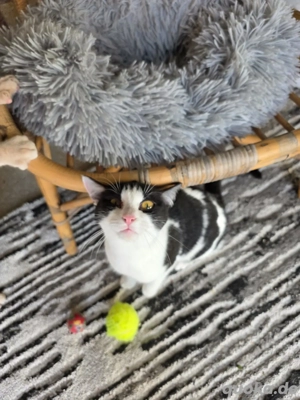 Kitten Katze Tierschutz Bundesweite Vermittlung  Bild 4