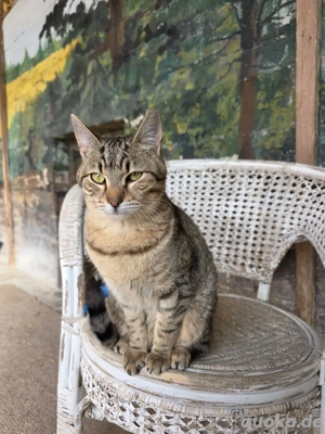 Kitten Katze Kater Tierschutz Bundesweite Vermittlung 