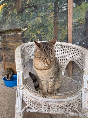 Kitten Katze Kater Tierschutz Bundesweite Vermittlung  Bild 3