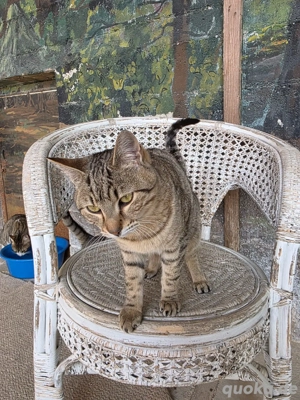 Kitten Katze Kater Tierschutz Bundesweite Vermittlung  Bild 7