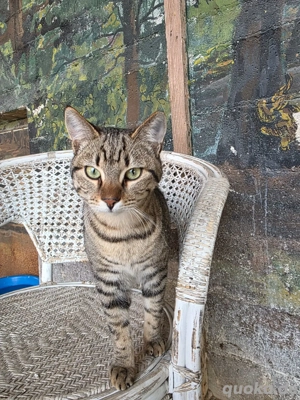 Kitten Katze Tierschutz Bundesweite Vermittlung 