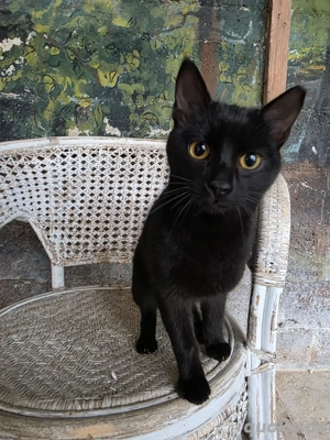 Kitten Katze Kater Tierschutz Bundesweite Vermittlung 