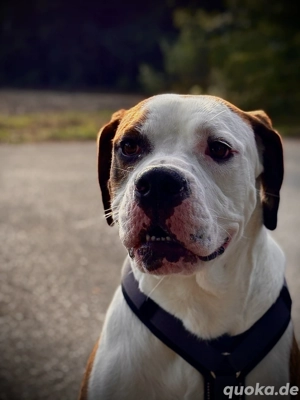 Rüde (kastriert) sucht ruhiges, erfahrenes Zuhause