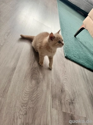 Bkh Kitten 8 Wochen mit Kratzbaum, Katzenklo, Spielzeuge, Futter