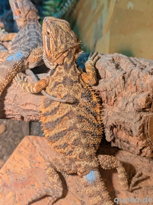 0.0.23 Pogona Vitticeps Bartagame NZ 08-2025