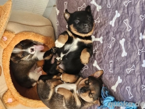 Mischlingswelpen suchen Kuschelplatz 