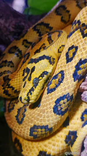 Morelia Spilota Mcdowelli Caramel Jaguar - Teppichpython 