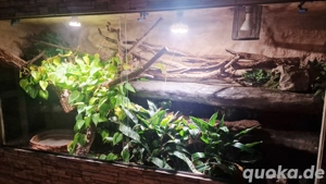 Großes Terrarium 2,5 x 0,7 x 1,3m 