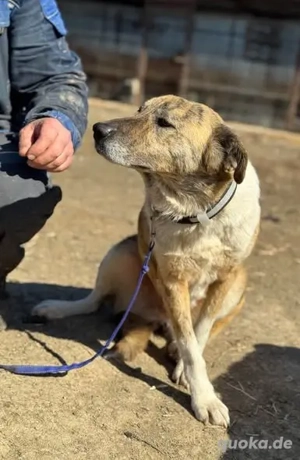 Entspannte Tasha - sie ist eher ein Frauenhund
