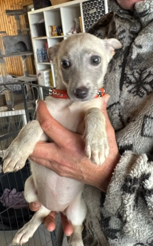 Tosca - kleine Schönheit mit großem Herzen