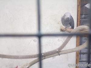 Handaufgezogener Graupapagei 