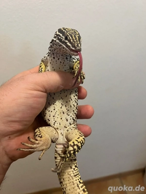 varanus acanthurus 1.0 