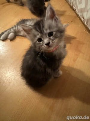 Maine Conn kitten abzugeben aktuell noch 2