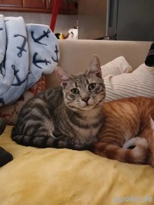 Kater Katze Tierschutz Handicap Bundesweite Vermittlung  Bild 6