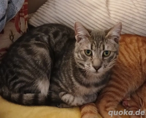 Kater Katze Tierschutz Handicap Bundesweite Vermittlung  Bild 5