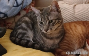 Kater Katze Tierschutz Handicap Bundesweite Vermittlung  Bild 3