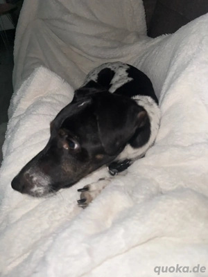 Balou sucht nettes zuhause 