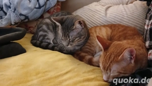 Kater Katze Tierschutz Handicap Bundesweite Vermittlung  Bild 2