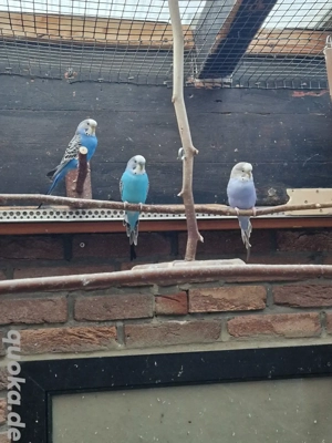 Junge Wellensittiche