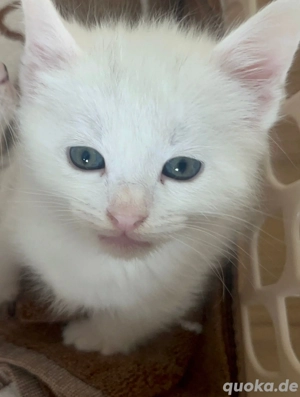 Türkische Angora Kitten