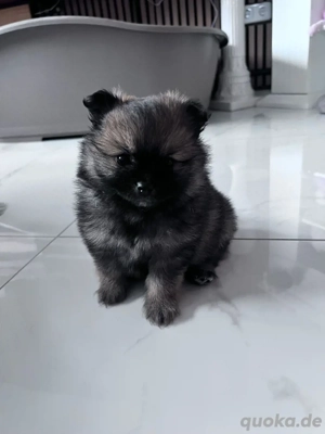 Pomeranian Zwergspitz Welpen