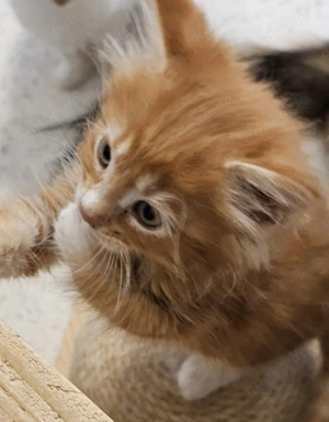 Reinrassige Maine Coon Katerchen sucht ein Zuhause 