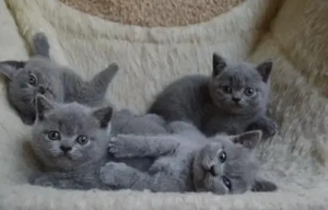 BKH Kitten abgabebereit