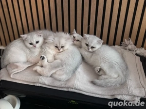 Britisch Kurzhaar kitten Silver Shaded reinrassig