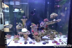 Meerwasser Komplettset 200L