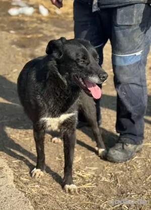 Aktive Sorina - absolut kontaktfreudig zu Menschen