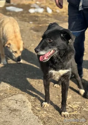 Aktive Sorina - sucht immer den Kontakt zu ihren Menschen