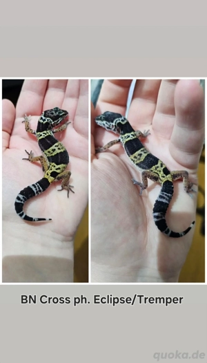 0.1 Leopardgecko Black Night cross. ph. Eclipse   Tremper