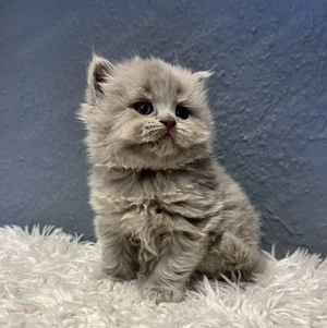 Reinrassige BKH BLH Kitten 