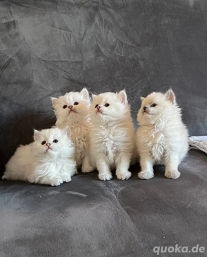 Traumhafte Britisch-Langhaar-Kitten suchen ein liebevolles Zuhause