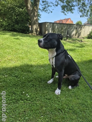 Zeus sucht ein neues Zuhause.